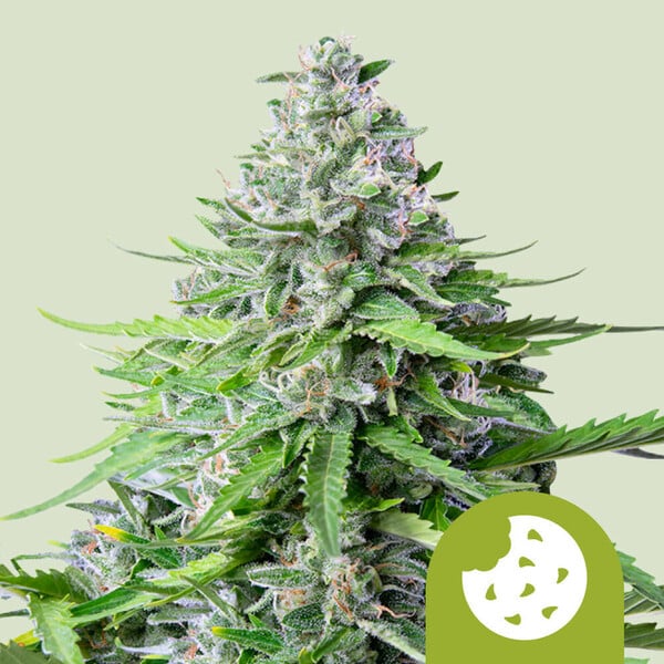 Royal Queen Seeds Royal Cookies Automatic Usa Premium