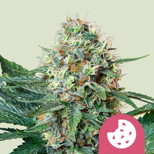 Royal Queen Seeds Royal Cookies Usa Premium