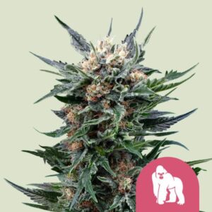 Royal Queen Seeds Royal Gorilla Usa Premium
