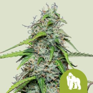 Royal Queen Seeds Royal Gorilla Automatic Usa Premium