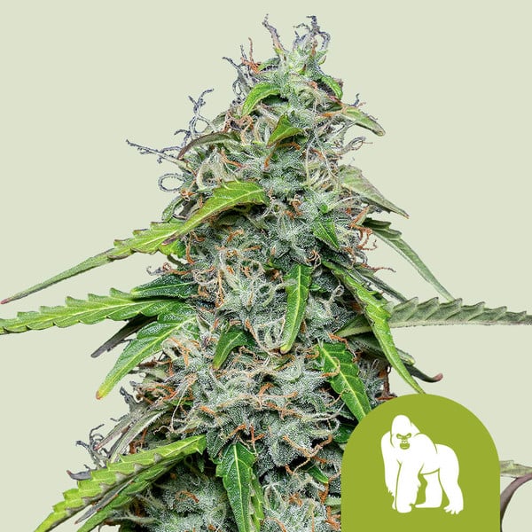 Royal Queen Seeds Royal Gorilla Automatic Usa Premium