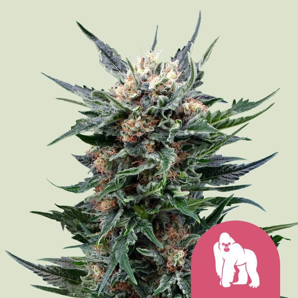 Royal Queen Seeds Royal Gorilla Usa Premium