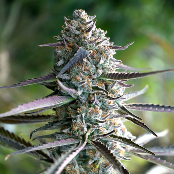Humboldt Seed Organization Runtz Fast Flowering