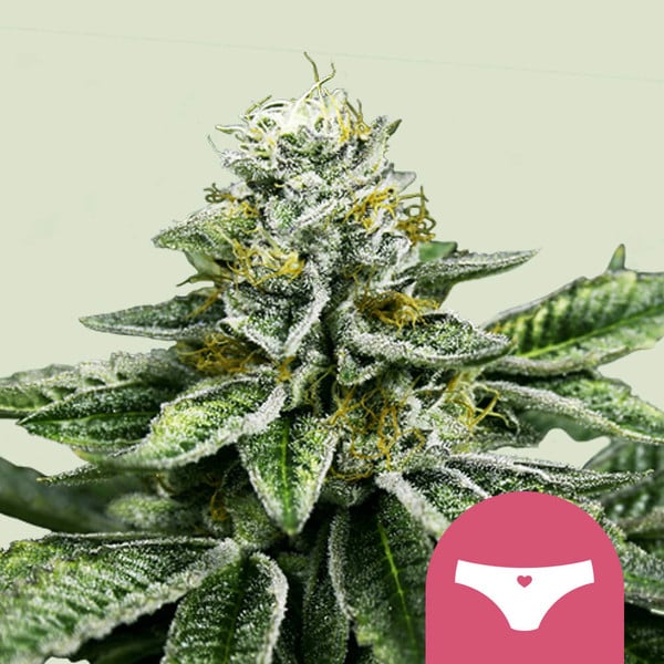 Royal Queen Seeds Sherbet Queen Usa Premium
