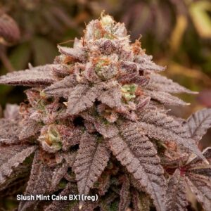 Dutch Passion Slush Mint Cake Reg