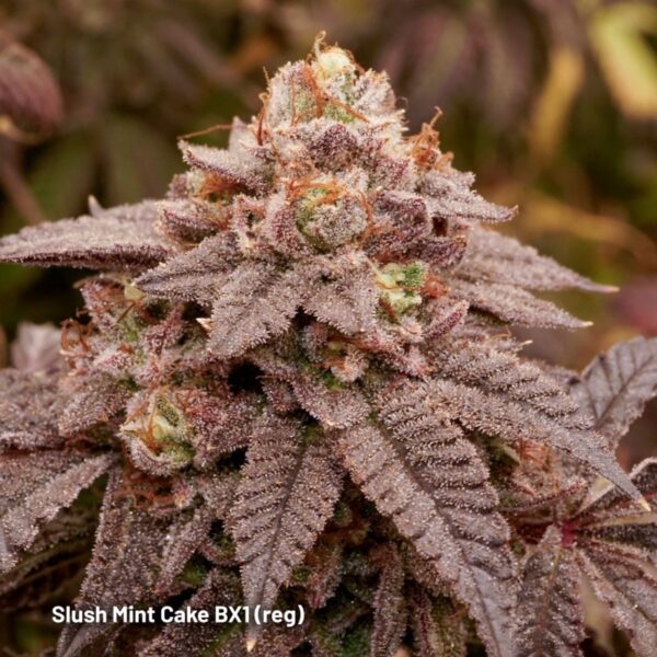 Dutch Passion Slush Mint Cake BX1 Reg