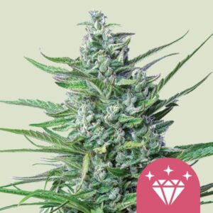 Royal Queen Seeds Special Kush 1