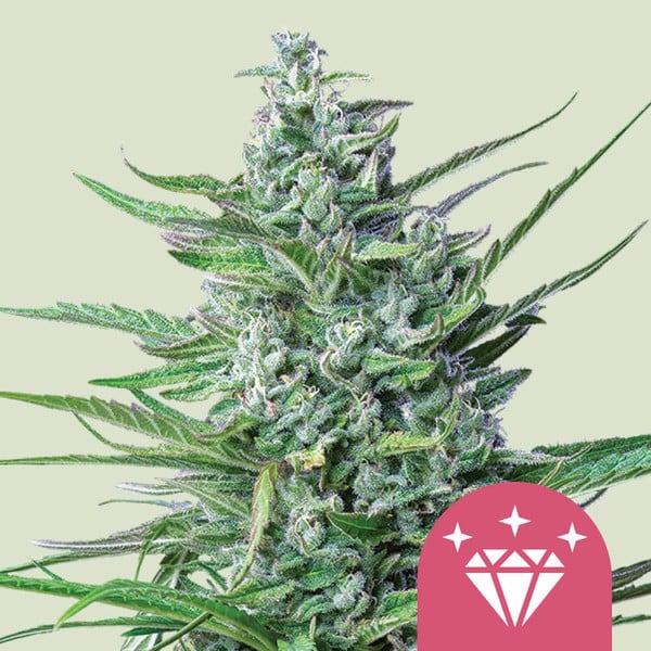 Royal Queen Seeds Special Kush 1