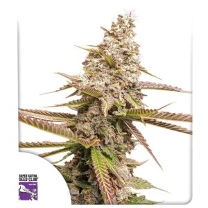 Super Sativa Seed Club Strawberry Cookies