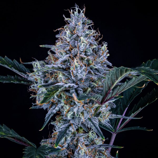 Mephisto Genetics Sundae Thumper Auto