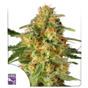 Super Sativa Seed Club TnT Trichome