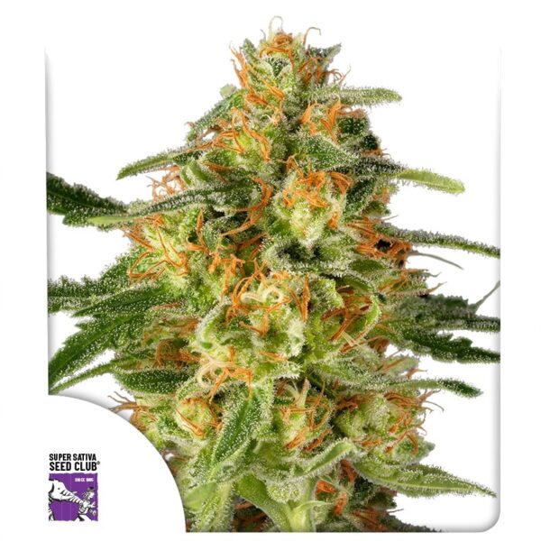 Super Sativa Seed Club TnT Trichome