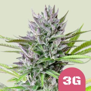 Royal Queen Seeds Triple g Usa Premium