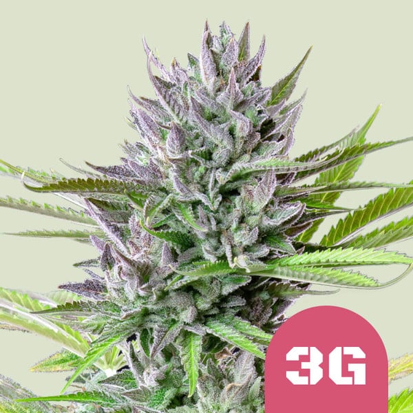 Royal Queen Seeds Triple g Usa Premium