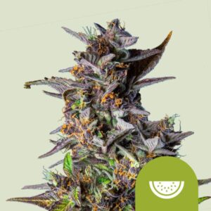 Royal Queen Seeds Watermelon AUTO