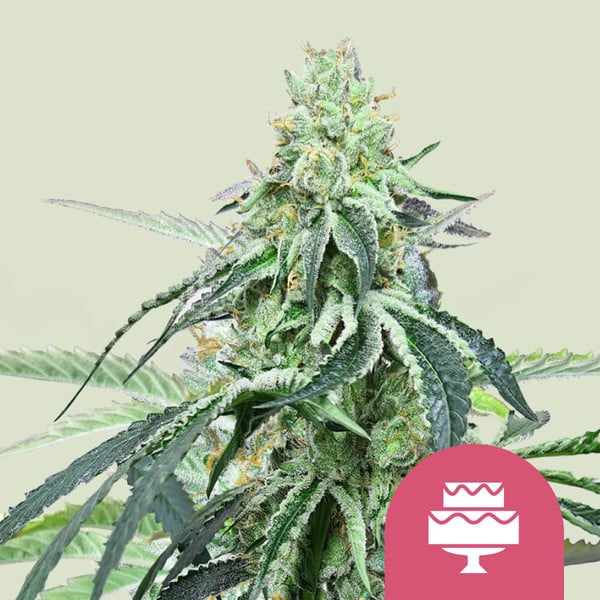 Royal Queen Seeds Wedding Gelato Usa Premium