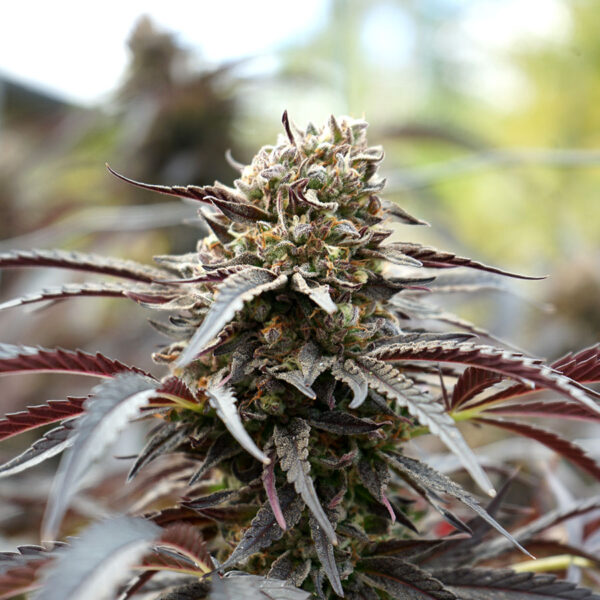 Humboldt Seed Organization White Runtz Fast Flowering
