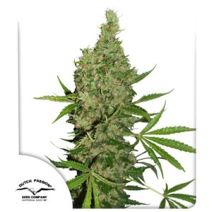 Dutch Passion White Widow X The Ultimate