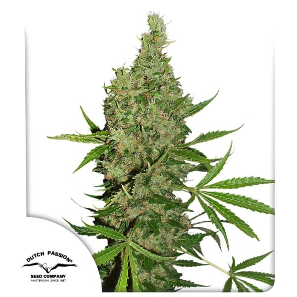 Dutch Passion White Widow X The Ultimate