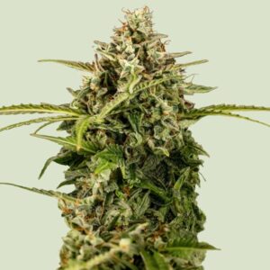 Royal Queen Seeds Apollo F1 AUTO