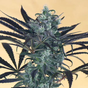 Humboldt Seed Organization Blueberry Headband