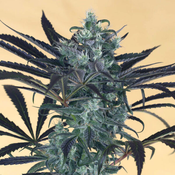 Humboldt Seed Organization Blueberry Headband