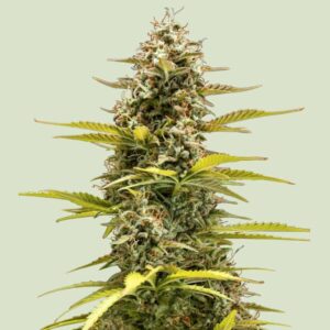 Royal Queen Seeds Cosmos F1 CBD