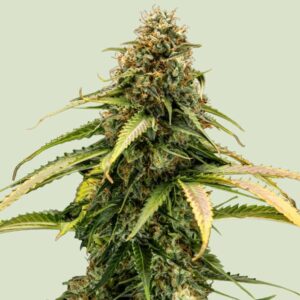 Royal Queen Seeds Epsilon F1 AUTO