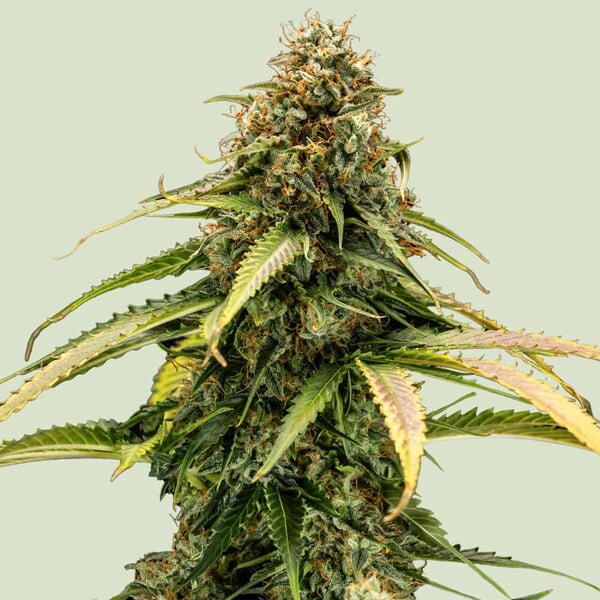 Royal Queen Seeds Epsilon F1 AUTO