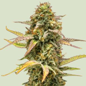 Royal Queen Seeds Hyperion F1 AUTO