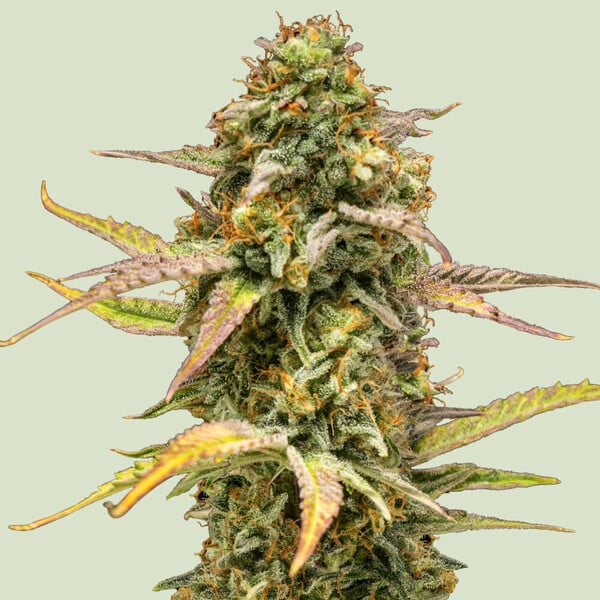 Royal Queen Seeds Hyperion F1 AUTO