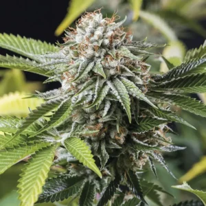 Humboldt Seed Organization Mango Sapphire