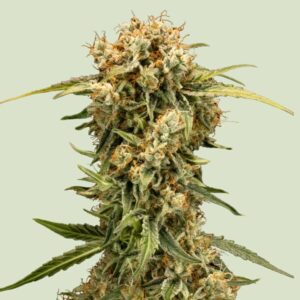 Royal Queen Seeds Medusa F1 AUTO