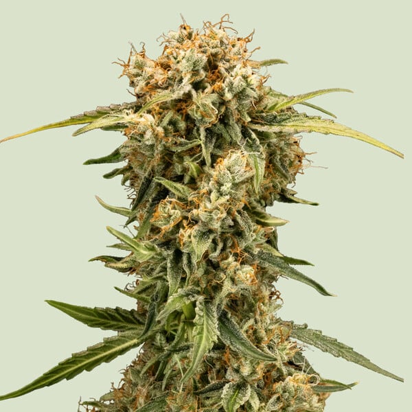 Royal Queen Seeds Medusa F1 AUTO
