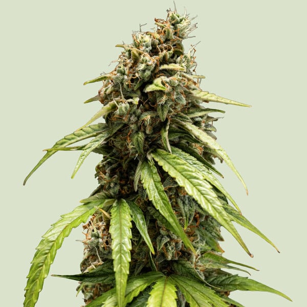 Royal Queen Seeds Orion F1 AUTO