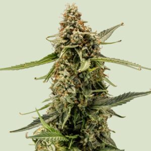 Royal Queen Seeds Titan F1 AUTO