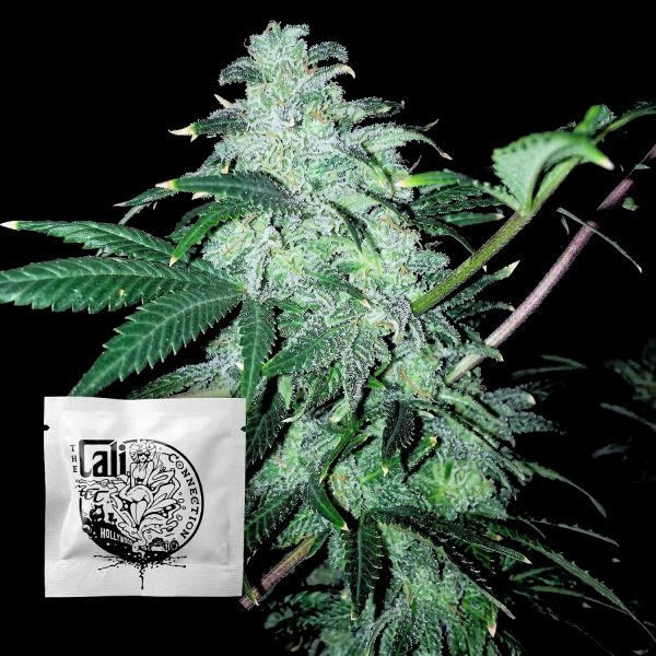 Cali Connection 22