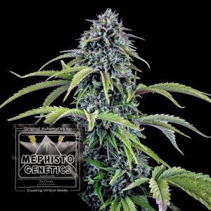 24 Carat Auto Mephisto Genetics