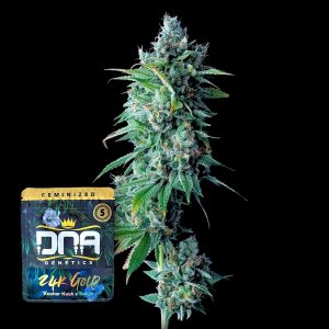 24k Gold Dna Genetics