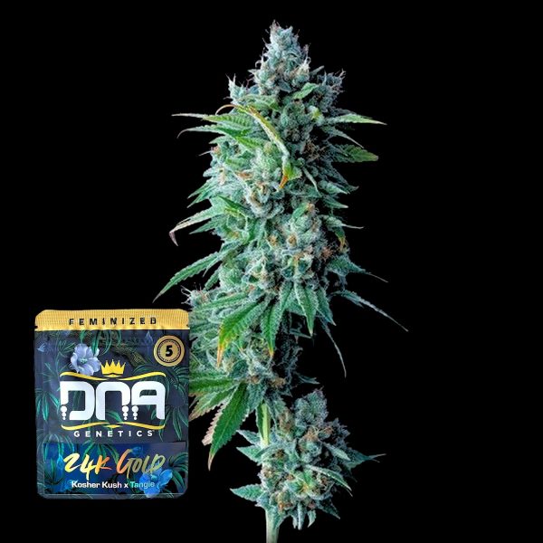 DNA Genetics 24K Gold
