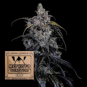 3 Bears Og Auto Mephisto Genetics