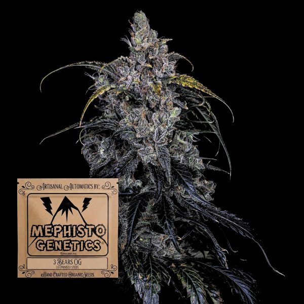 Mephisto Genetics 3 Bears OG Auto