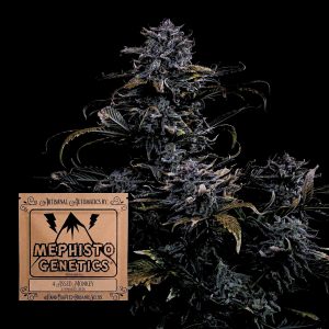 4 Assed Monkey Auto Mephisto Genetics