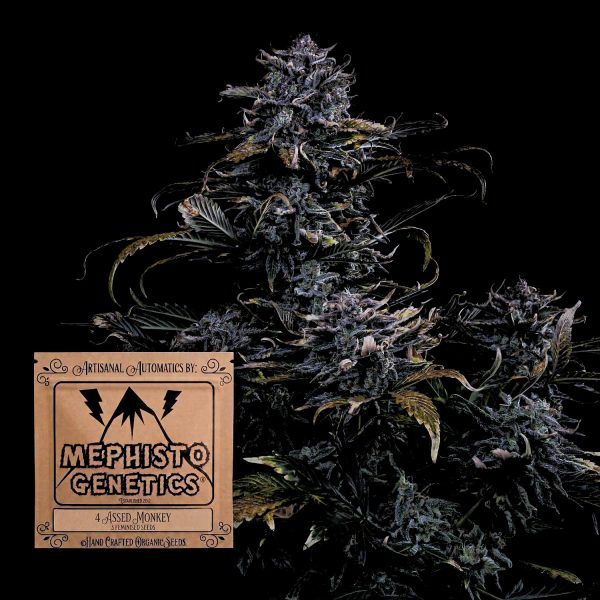 Mephisto Genetics 4 Assed Monkey Auto
