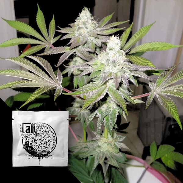 Cali Connection 78