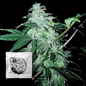 818 Headband Aka Sour Og Cali Connection