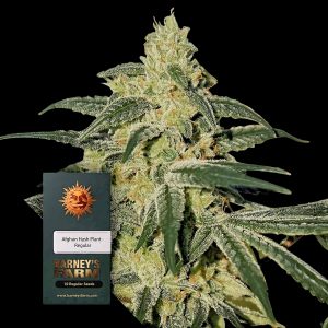 Afghan Hash Plant Barneys Farm