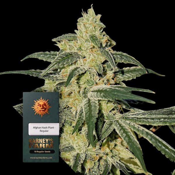 Barneys Farm Afghan Hash Plant
