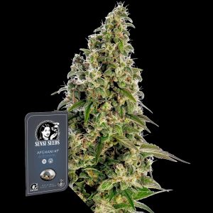 Sensi Seeds Afghani #1 Auto