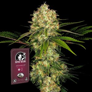 Afghani 1 Sensi Seeds